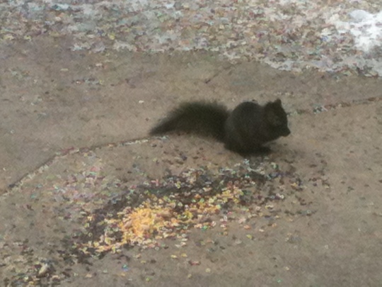 Gray squirrel in Black Phase