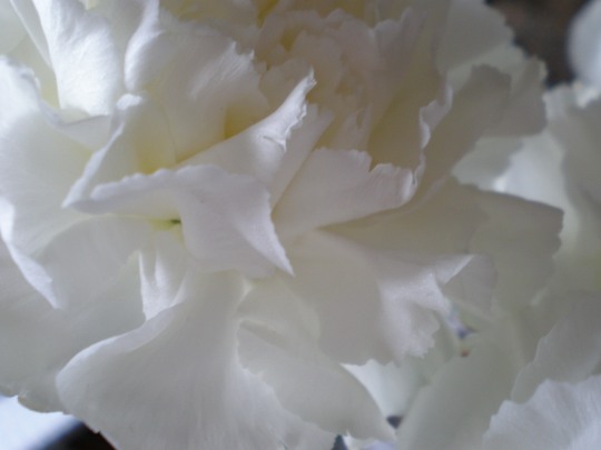 White carnation tinged with yellow