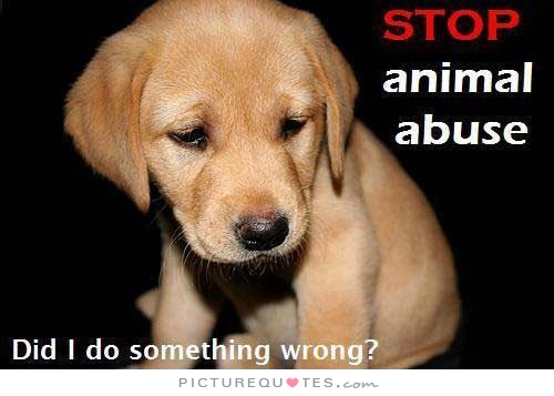 stop-animal-abuse-did-i-do-something-wrong-quote-1